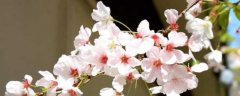 樱花树扦插技术，主要有以下五方面