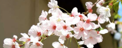 樱花树种植技术，附生长习性及繁殖方法