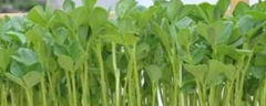芽菜种植技术，主要有七个方面