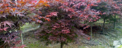 红枫树的繁殖方法，扦插、播种、嫁接繁殖法