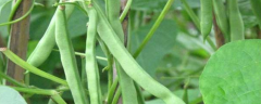芸豆的种植技术，附芸豆的形态特征、类型及栽培条件