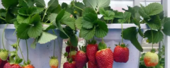 草莓吊兰的养殖方法，附生长习性和繁殖方法