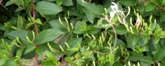 四季金银花树种植技术，附施肥方法
