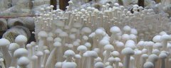 海鲜菇栽培技术，附酸碱度要求