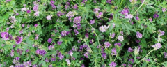 紫花苜蓿种植技术，附紫花苜蓿种植价值