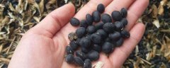 青仁黑豆种植技术，适时播种