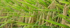 水稻抽穗结实期的田间管理，附生育特征和长势长相指标