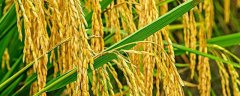 怎样加强水稻苗期分蘖率，注意轻度晒田