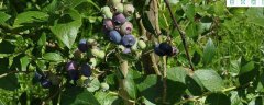 蓝莓种植技术，附品种特性