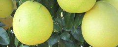 怎样对柚子促花结果，要注意控制花量