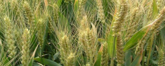 小麦应从秋播抓起，种子怎么处理