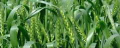小麦返青后追肥要“三看”，看苗情施肥、看土施肥、看天施肥