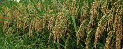 关于水稻种植生长后期的管理方法，从病虫害和水肥入手