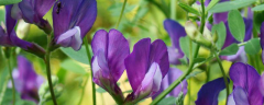 紫花苜蓿种子价格及种植方法，附其播种方法