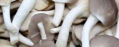秀珍菇（凤尾菇）种植技术，附出菇管理