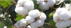 棉花的种植条件，附热量需求