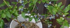 盆栽蓝莓的种植方法，种植在酸性盆土中