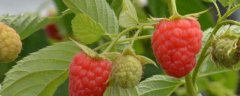 树莓高产种植技术，附生长习性
