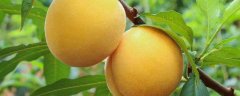 黄桃树苗种植方法，黄桃树苗的种苗培育