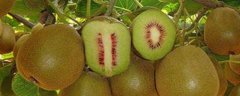 红心猕猴桃种植技术， 附种植技术介绍