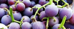 夏黑葡萄种植技术，适合什么季节种植