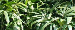 棕竹种子价格，附种植方法