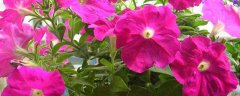 矮牵牛种子价格及种植方法，雨季注意及时排水防涝