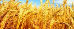 小麦的高产种植技术？小麦的栽培技术