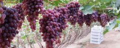 葡萄栽培技术，栽培环境要求