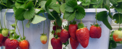 盆栽草莓的种植方法，首先要选好盆、土和品种