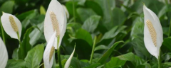 盆栽白鹤芋怎么养？生长习性是什么