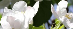 八棱海棠的栽培技术，八棱海棠的繁殖技术