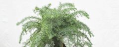 澳洲杉的养殖方法，澳洲杉的生长习性