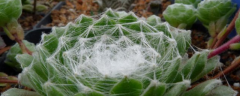 蛛丝卷绢的养殖方法，附生长习性和繁殖方法