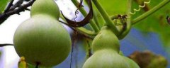 葫芦瓜怎么种植好？附病虫害防治方法