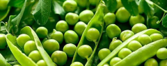 碗豆种子价格及种植方法，碗豆的病虫害防治