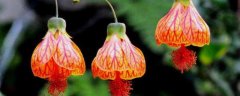 灯笼花的养殖方法和注意事项，灯笼花的生长习性