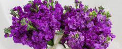 盆栽紫罗兰怎么养？附生长习性和繁殖方法