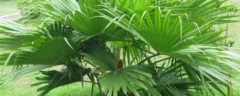 盆栽棕榈树怎么养？附生长习性和繁殖方法