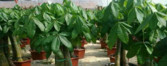 盆栽发财树怎么养？附生长习性和繁殖方法