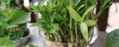 盆栽富贵竹怎么养？附生长习性和繁殖方法