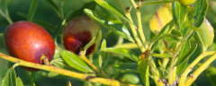枣树种植技术，附生长习性和繁殖方法
