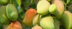 芒果盆栽种植方法，附种植准备和养殖技术介绍