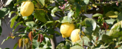 柠檬树繁殖技术，主要有五方面