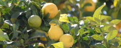 柠檬树种植技术，适合在亚热带地区栽培