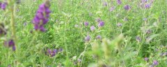 紫花苜蓿怎么种？在春夏秋均可栽培