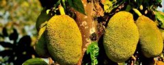 菠萝蜜的种植技术，附种植地要求