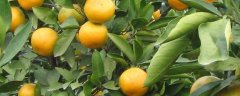 盆栽橘子树怎么养？附控冠整形方法