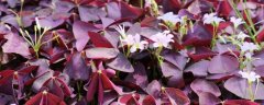 紫叶酢浆草的养护方法，喜温喜湿不耐寒