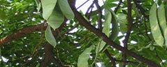 皂角树种子种植方法，注意及时进行病虫害防治
